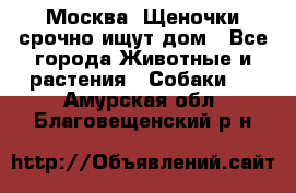 Москва! Щеночки срочно ищут дом - Все города Животные и растения » Собаки   . Амурская обл.,Благовещенский р-н